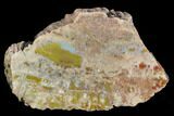Thick, Polished Petrified Wood Section - Arizona #129456-1